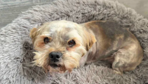 Kind-hearted Donegal couple start fundraiser for homeless dog  found in poor health
