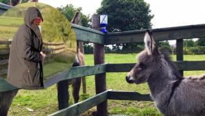 Gardai hunt man involved in attempted theft from Donegal Donkey Sanctuary