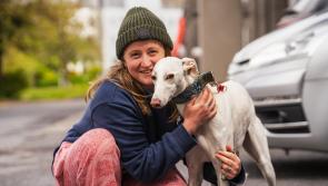 ATU to welcome Canines on Campus for Animals in Need fundraiser