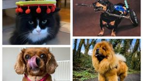 In pictures: Spot the darling Donegal pet sniffing out the Nose of Tralee 2024 title