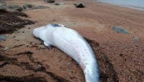 Council notified after whale found washed up on Tory island