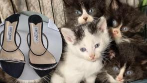 Are Animals in Need's donated shoes right for you? There's a bit of a catch