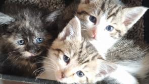 Lone and sick kittens found regularly around Donegal - Animals in Need 