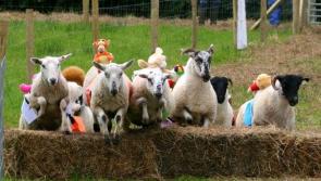 The Leghowney Sheep Race Day is making a return for the first time in nine years