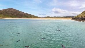 Photographer captures incredible photo of dolphins enjoying a jellyfish lunch