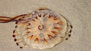 A guide to jellyfish - and what you need to do (and not do!) if you get stung