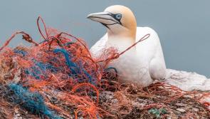 ATU launches free course to increase our understanding of ocean pollution