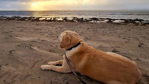 Column: Pausing to appreciate our beloved canine companions for World Dog Day