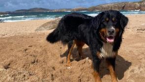 Beloved dog Mali missing for weeks on Arranmore is found alive on cliff face