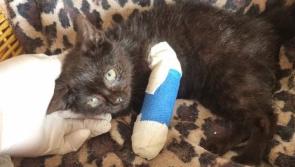 Anger as kitten thrown from car in Donegal