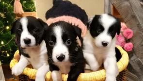 Watch: Could you give a perfect home for one of these pups dumped in Donegal?