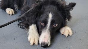 These adorable lost dogs are looking for new homes in Donegal