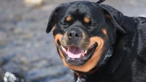 Donegal to get funding for extra dog warden services
