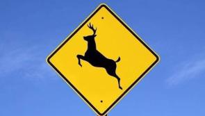 Gardaí warn motorists and road users during deer rutting season