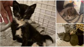 Animals in Need: How to keep your pets safe at 'scariest time of the year '