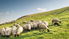 2,958 Donegal sheep farmers to receive €2m under National Sheep Welfare Scheme

