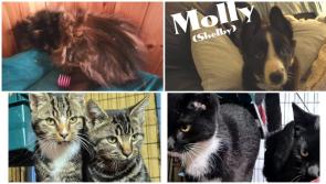 Cruel kitten dumping continues in Donegal, says rescue charity