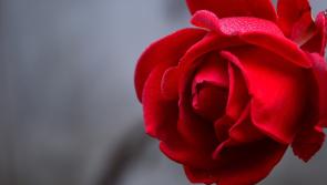 Man in court again for selling roses on Letterkenny Main Street