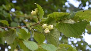 Almost €10,000 fines and costs for felling 150 broadleaf trees on Donegal farm