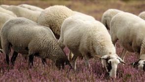 Claim dismissed of Letterkenny farmer who alleged sheep damaged by neighbour’s dog 

