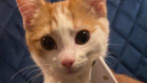 Letterkenny family seek assistance to help find missing cat
