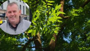 Fears that high costs will drive landowners to risky removal of dying trees