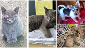 Animals in Need: Furever home sought for ‘talkative’ Snow Bengal cat 