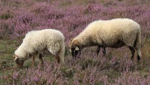 Five sheep stolen from Portsalon field