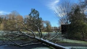 Oakfield Park vows to have its beauty restored after 'Storm Eowyn's fury'