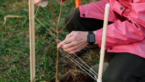 Letterkenny Tidy Towns and Chamber join forces for tree planting initiative