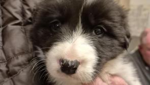 Animals in Need Donegal looking for new homes for 12 adorable puppies 