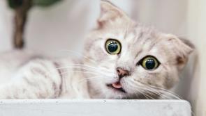 Animals in Need  fundraiser for those not 'feline' the St Valentine's Day love