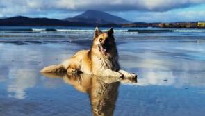 Donegal's beloved therapy dog, Mister David Bowie, passes away