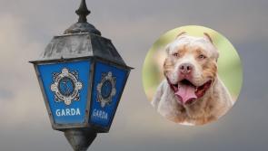 Garda shoots XL Bully after being 'cornered' during  search of garden at Limerick home