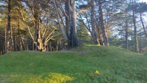 Murvagh 79 hectare tree felling licence - ask questions and have your say
