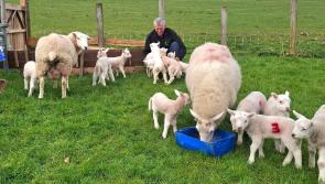 Watch: Amazing! Two sets of sextuplet lambs born on same Ballintra farm