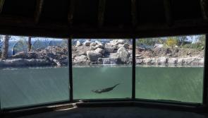 Wild Ireland unveils spectacular new otter habitat 