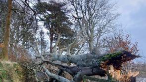 Funding of €10,000 following Storm Éowyn to fully reopen the Bluestack Way