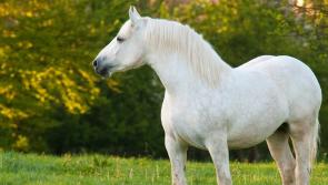 Gardai probe theft of white horse in Muff area