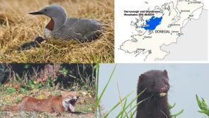 Fox and mink cull planned to protect rare bird in the Donegal hills