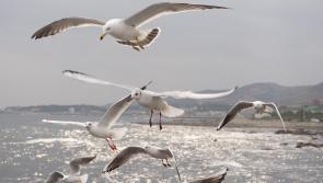 Birdwatch Ireland calls for increased protection of Donegal coast

