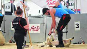 Clonmany ‘in a good place’ to host 2029 World Sheep Shearing Championships