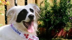 Meet Ghost - Donegal&rsquo;s representative at this year's Nose of Tralee!
