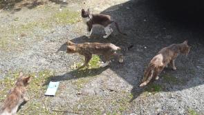 Animals in Need is appealing for help to transport colonies of sick cats
