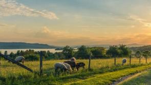 Donegal’s highest numbers of unpaid ACRES is a ‘failure of political leadership’