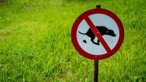 Data reveals Donegal County Council had zero dog fouling fines in 2024
