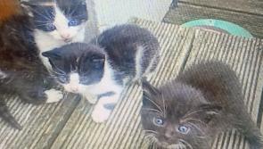 Three kittens are  &lsquo;in urgent need of a home&rsquo; in Inishowen 
