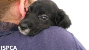 Workers cry for help in threatened closure of ISPCA centre in Donegal

