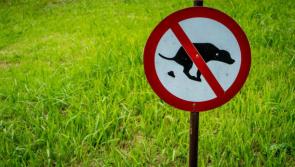 Dog fouling is a ‘big problem’ on some Donegal beaches and piers