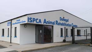 Lack of government intervention into closure of Donegal ISPCA centre criticised